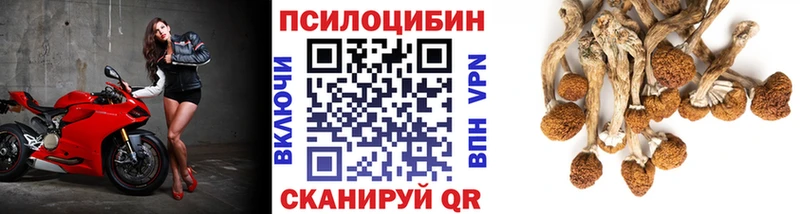 купить   Сурск  Псилоцибиновые грибы Cubensis 